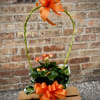 A beautiful, vibrantly colored Rieger begonia plant with a decorative handle. The