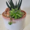 A terracotta container with saucer features a desertscape. Ideal for anyone and