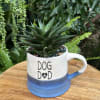 Succulent in a blue-and-white mug with 