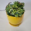 A bright yellow ceramic container filled with hardy succulents. This would brighten