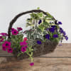 Grapevine basket holds a collection of mixed annual plants. They can later