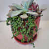 A red container with an attached saucer is planted with hardy succulents.