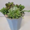 Pretty blue container stuffed with a variety of hardy succulents. Best on
