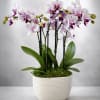 Potted white and purple orchid plant in a rectangular white ceramic container