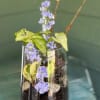 A glass container resting on a ceramic base is planted with three