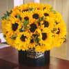 Large dome of sunflowers arranged in a black hatbox-style container