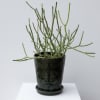 A 6&rdquo; potted pencil cactus, an easy care desert plant! This is