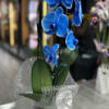 A single-stem or multi-stem Phalaenopsis orchid in vivid blue makes a striking