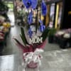 Vivid blue Phalaenopsis orchids burst from a compact pink-wrapped base, making this
