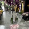 Deep purple Phalaenopsis orchids-each bloom rich and velvety-rise from a compact pot
