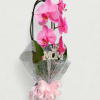 Clean white and vivid pink Phalaenopsis orchids rise on graceful arching stems