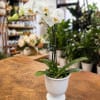 The elegant dance of phalaenopsis orchids takes center stage in this clean
