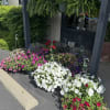 Rows of colorful potted petunias outside a storefront under hanging ferns.