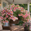 Bursting with cascading blooms this full hanging basket adds instant color and
