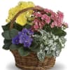 Plants will be chosen based on availability and design. 