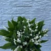 Handheld bouquet of white lily of the valley and green leaves
