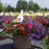 Potted flowers with red and purple blooms in a nursery setting