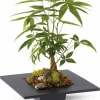 Looking for a meaningful plant gift that lasts? Our Money Tree plant