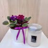 A beautiful duo of African Violets in a white ceramic container pairs