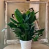 A leafy green potted plant in a white woven basket