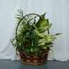 Assorted plants in a 10in basket.

Plant types as basket color/design may vary.