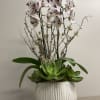 Potted display of white and purple orchids with green succulents in a white ceramic pot.