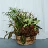 Assorted plants in a 12in basket 


Plant types as basket color/design may