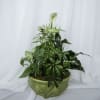 Assorted plants in a 10in decorative ceramic container.

Plant types and container color/design