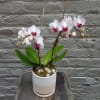 An attractive porcelain pot houses this live mini phalaenopsis orchid, which has