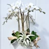 Ocean Breeze is a serene, modern arrangement that captures the calm elegance
