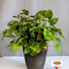 With lush, heart-shaped leaves and an elegant trailing habit, the arrowhead plant