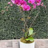 A double stem white Phalaenopsis orchid in white ceramic container with moss
