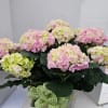 Large potted Hydrangea.