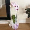 A sophisticated arrangement featuring a beautiful phalaenopsis orchid as the centerpiece, elegantly