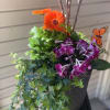 Orange gerbera daisies and purple orchids in a hanging planter with ivy