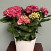   A beautiful "DEEP RED "  Indoor/outdoor hydrangea is planted