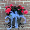 Pink flowering plant in a black planter with a blue ribbon bow