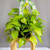 Pothos plants have heart-shaped leaves that can range in color from deep
