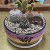 4 assorted cacti in a 6" ceramic container (pots come in assorted