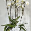 White Phalaenopsis orchids stand tall and refined in this double-triple white orchid