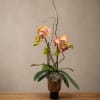 A striking phalaenopsis orchid arrangement designed with sculptural branches and natural moss