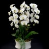 4 orchid plants.