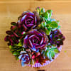 A jewel-toned cluster of living succulents makes an unforgettable gift for Mother's