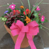 Bright vivid annuals and geraniums in a terra-cotta pot