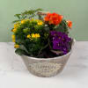 A cheerful, garden-style arrangement of potted flowering plants that feels like a