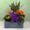 Songbird Serenade is a cheerful mixed-plant arrangement built to brighten a room
