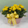 Take home your own Daisy Daydream - a cheerful daisy planter perfect