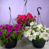 Overflowing petunias in shades of hot pink, magenta-purple or crisp white make