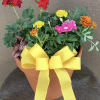 10 inch terra cotta pot with assorted geraniums and annuals.