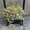 Hanging basket of mixed flowering plants with purple and orange blooms